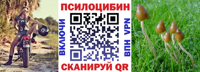 закладки  Алексеевка  Псилоцибиновые грибы MAGIC MUSHROOMS 